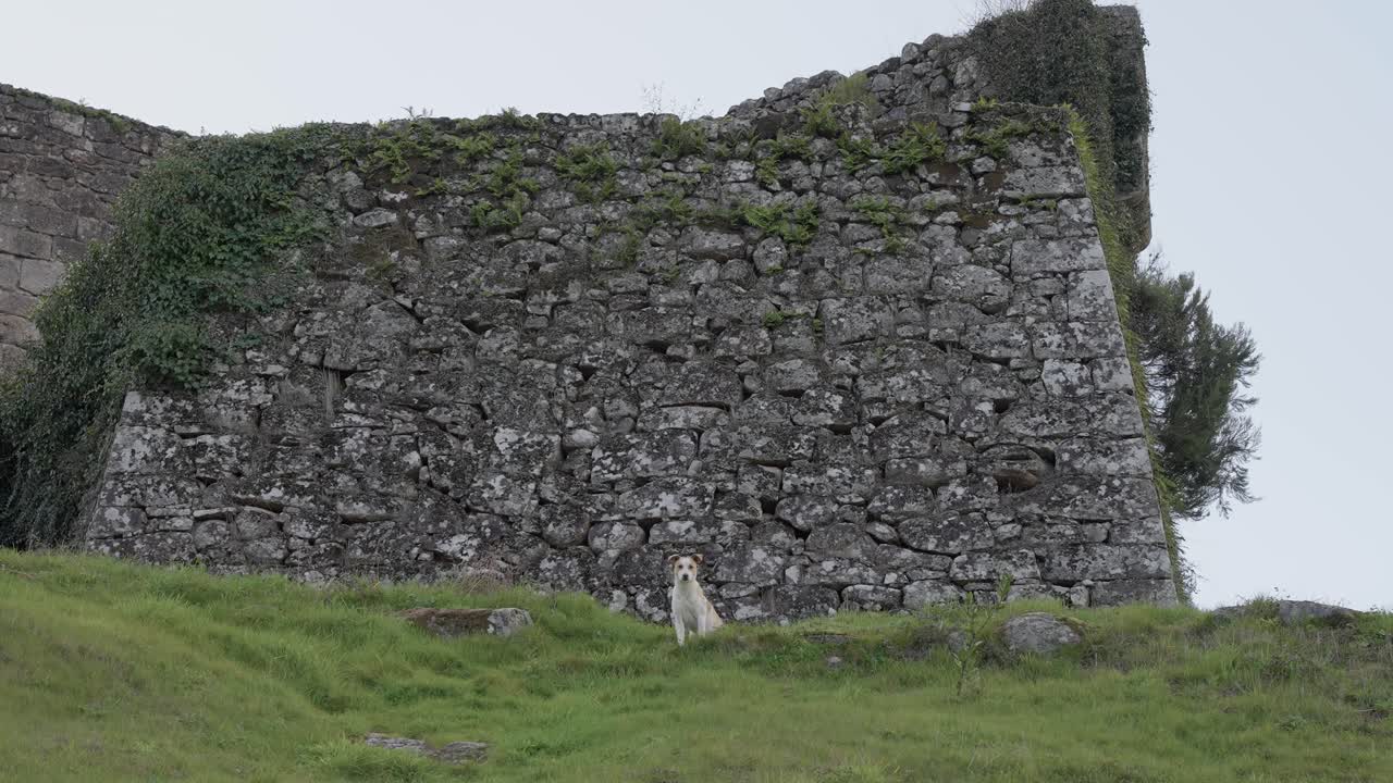 Dog near old stone wall at Lindoso castle ruins in Alto Minho Portugal