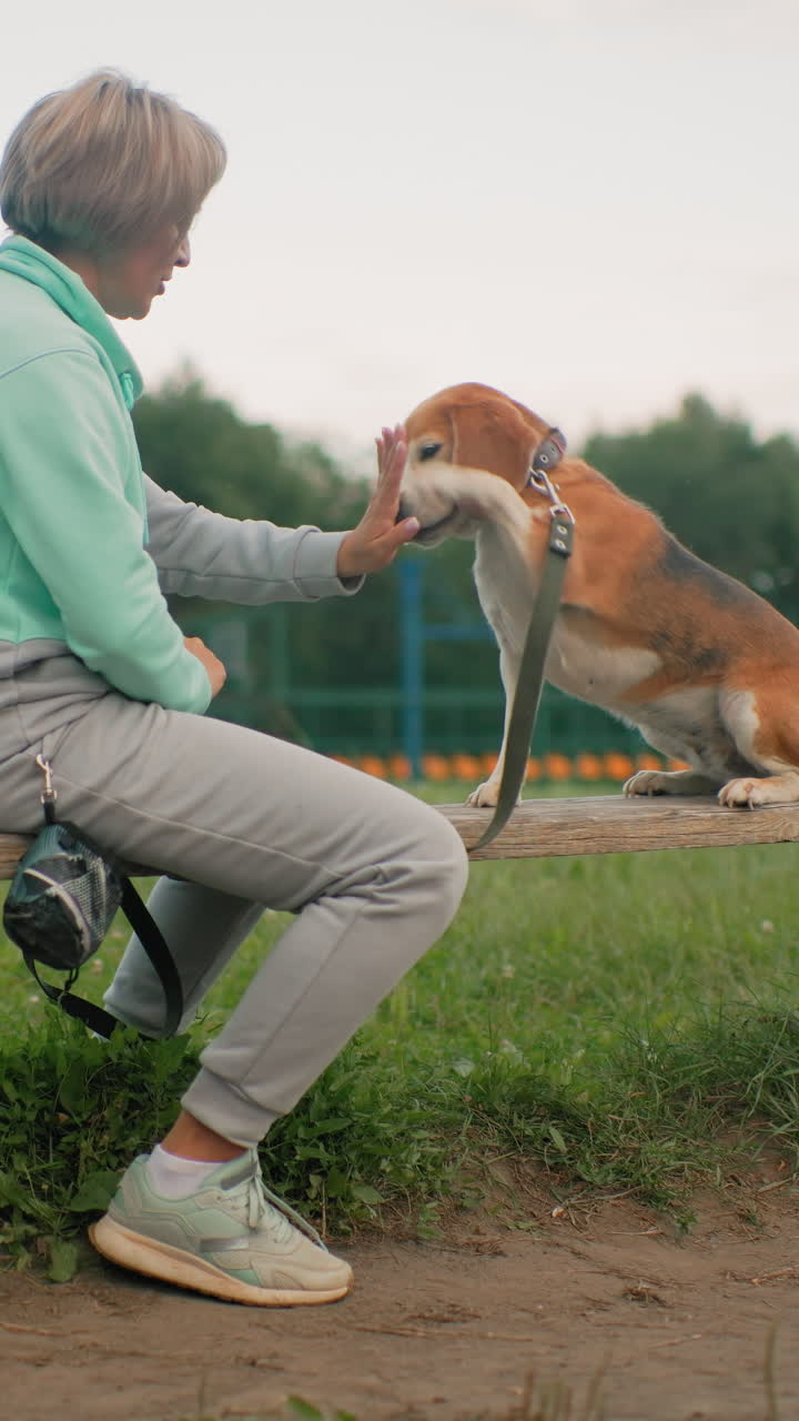 흰색 옷을 입은 여성이 공원 벤치에서 비글에게 손을 주고 가볍게 하이파이브하는 훈련을 하고 있어요. 목줄이 보이고, 간식으로 보상하며, 따뜻하고 부드러운 빛이 감돌고, 침착한 반려견과 신뢰를 쌓는 인내심 있는 나이 지긋한 견주가 보이네요.