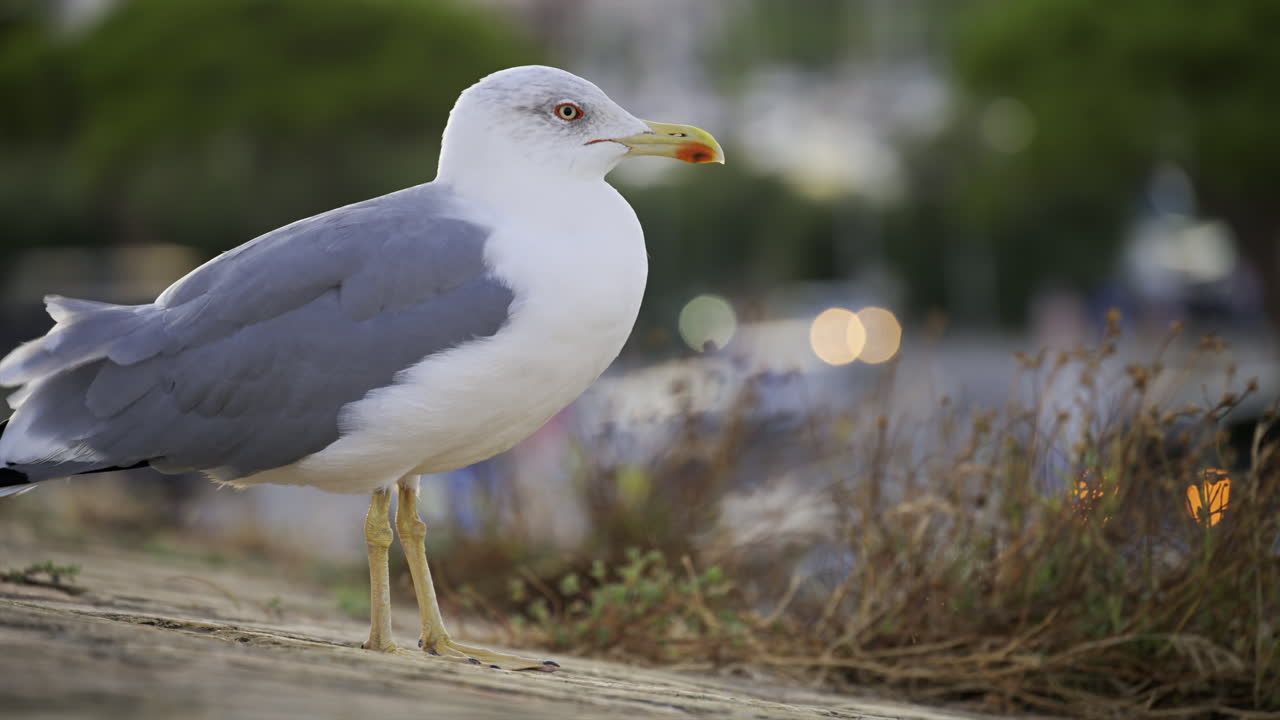 Close up of a seagull standing with a blurred view of cars moving in the distance