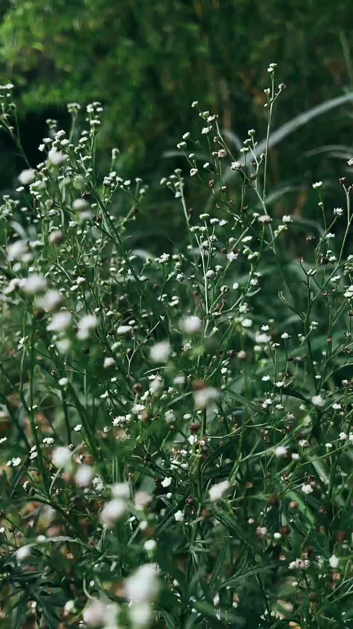 Small White Flowers in a Green Bush