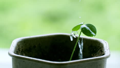 Goteando-Gotas-De-Agua-Sobre-Una-Pequeña-Planta-En-Maceta-En-Germinación,-Para-Darle-El-Alimento-Que-Necesita.