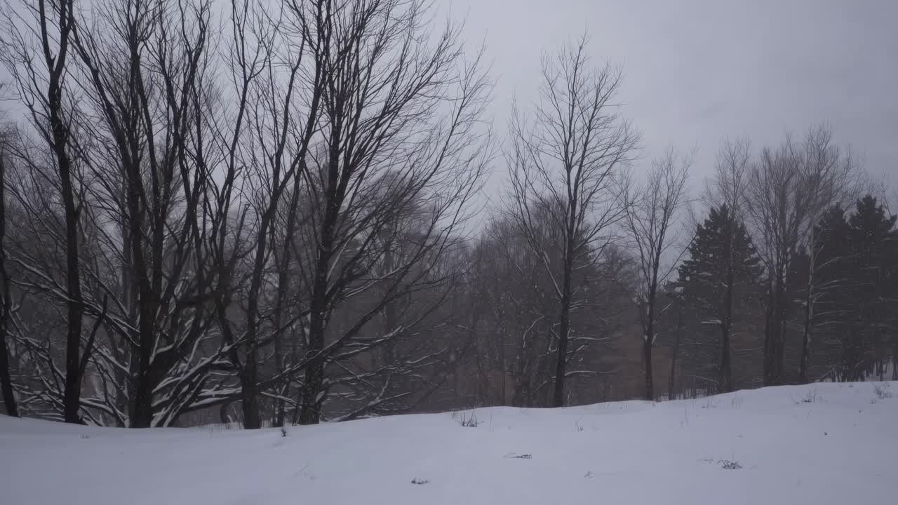 A serene winter landscape video captures snow-covered trees from a low angle, emphasizing the stark