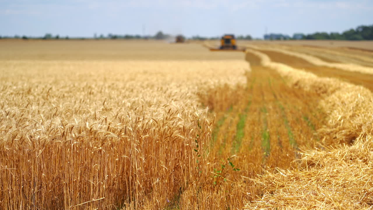 Yellow field with grain in front view. Grain harvesting combine in a sunny day at the blurred background. Agricultural technic is working in a field.