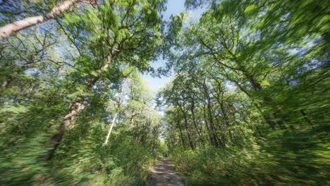 A-walk-in-the-Hvezda-park-in-Prague-on-a-beautiful-sunny-summer-day