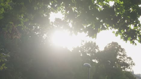 Soft-dreamlike-scene-with-hazy-sunlight-shining-through-branches-and-lush-trees