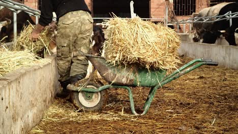 farmer feeding dairy cows cattle feeding