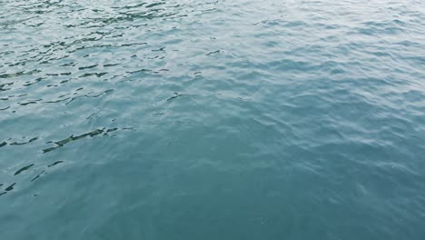 A-beautiful-drone-shot-of-dolphins-swimming-in-crystal-clear-teal-water-at-a-camping-spot-in-Santa-Monica,-Los-Angeles,-California