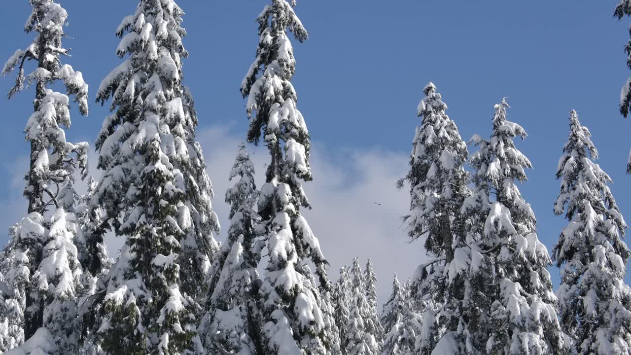 Pine Trees Covered In Snow In Daytime - Forest During Winter