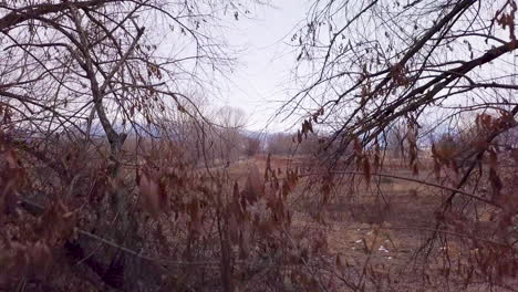 Moving-through-a-dark-and-tangled-forest-into-the-freedom-of-the-bright-field