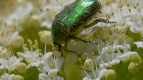 Primer-Plano-De-Un-Insecto-De-Iluminación-Verde-Recogiendo-Polen-De-Flor-Blanca-Durante-El-Día-Soleado