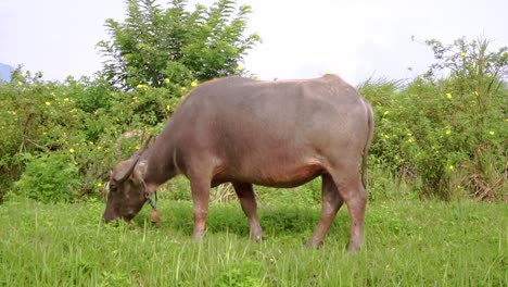 Buffaloes-are-herded-in-the-meadow