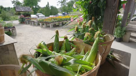 maíz fresco a la venta en un mercado de agricultores