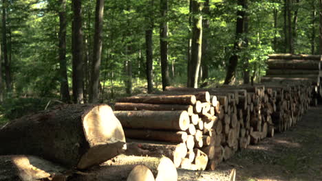 live green forest trees tilt and pan down to reveal piles of logged cut down tree stumps