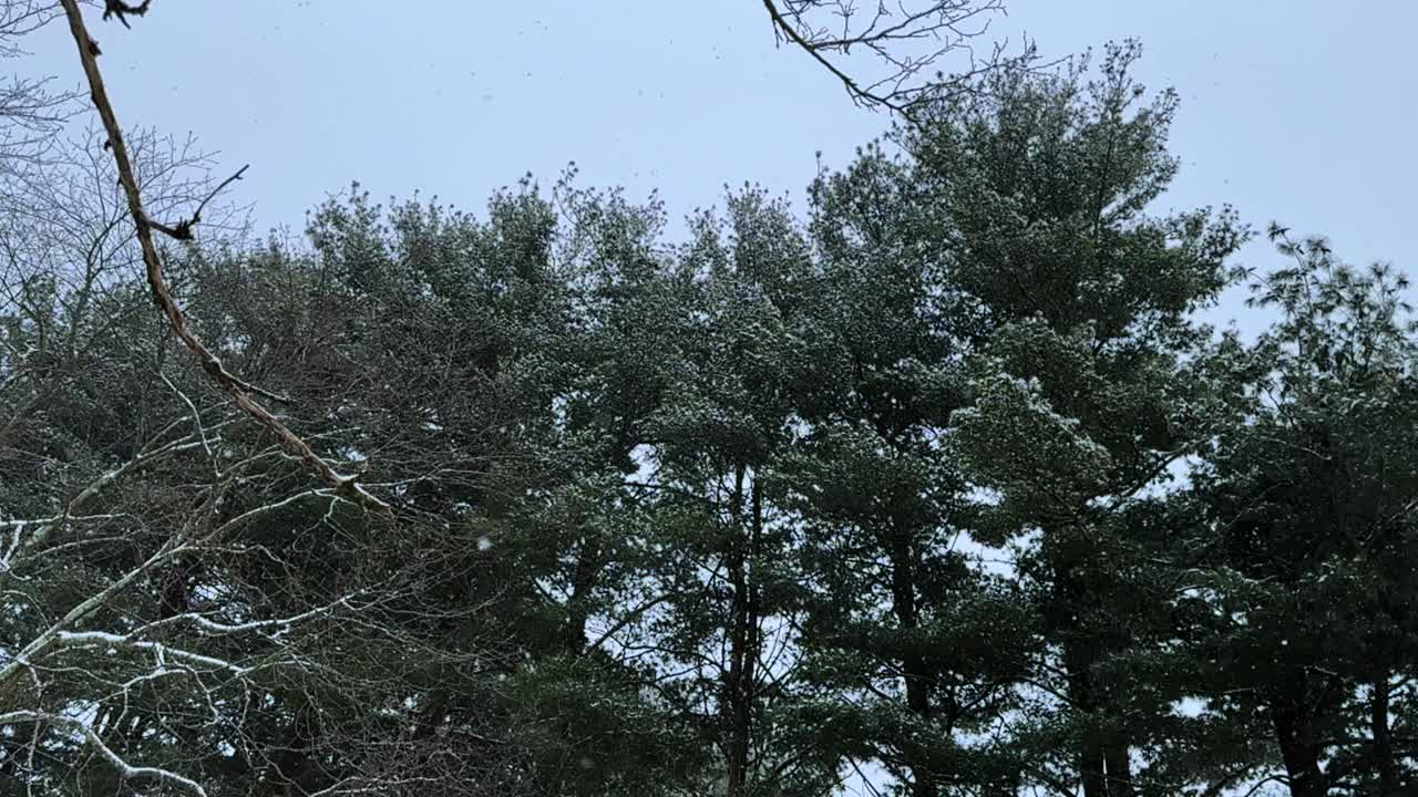 gentle snowfall over pine trees during a nor’easter snowstorm in upstate New York – super slow motion