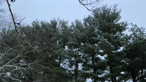 Suaves-Nevadas-Sobre-Pinos-Durante-Una-Tormenta-De-Nieve-Del-Noreste-En-El-Norte-Del-Estado-De-Nueva-York-–-Cámara-Súper-Lenta