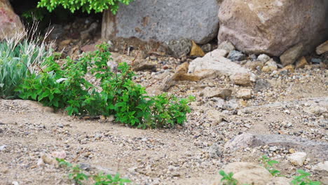 menos ardilla corriendo en cámara lenta