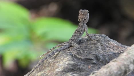 lizard in rock finding food