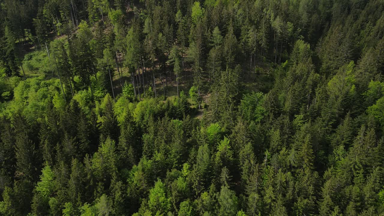 Una vista aerea di una foresta verde e lussureggiante