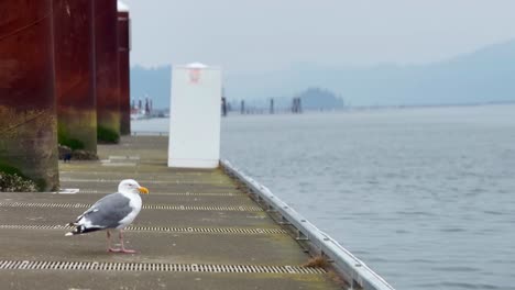 european herring gull standing on pier. wide