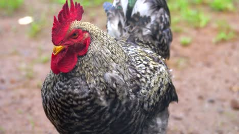 pollo prurito vista ravvicinata ravvicinata sulla testa rossa del pollo