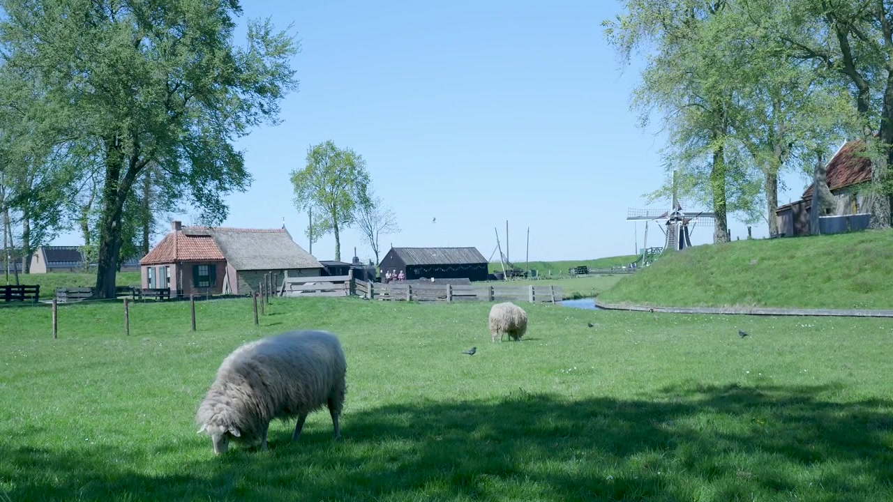 Lampaat laiduntamassa rauhallisessa hollantilaisessa maalaismaisemassa