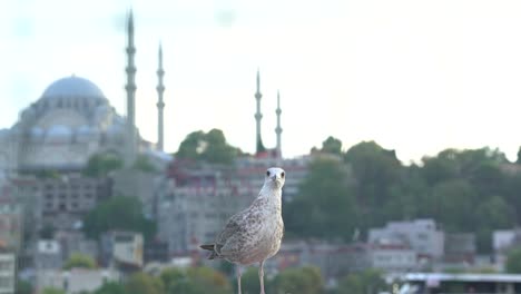 seagull mosque silhouette view, istanbul, turkey, 4k seagull