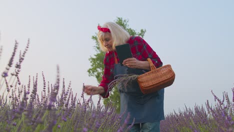 abuela agricultora mayor cultivando lavanda, sosteniendo una tableta digital y examinando la cosecha en el campo