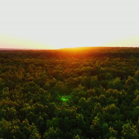 forest at sunset. flying over the top of green trees against the beautiful orange setting sun. motion camera back.