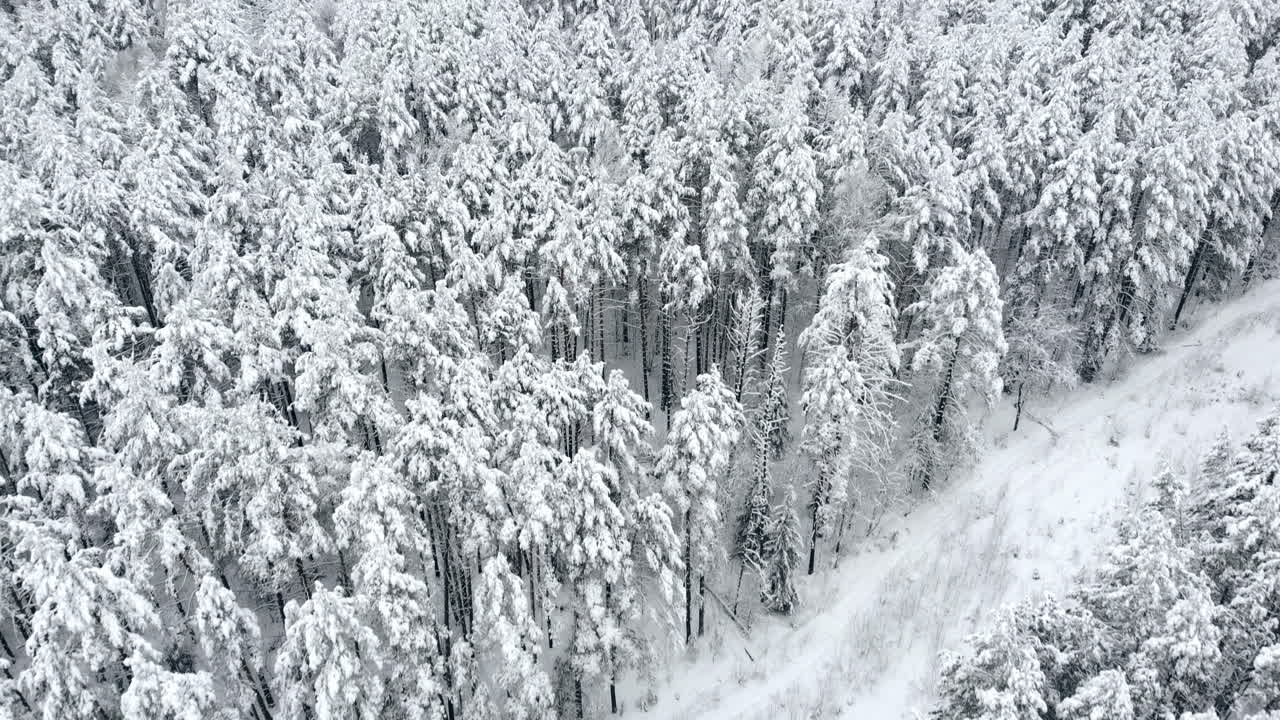 Aerial view: winter forest. Snowy tree branch in a view of the winter forest. Winter landscape, forest, trees covered with frost, snow.