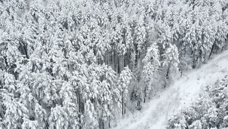 Aerial-view:-winter-forest.-Snowy-tree-branch-in-a-view-of-the-winter-forest.-Winter-landscape,-forest,-trees-covered-with-frost,-snow.