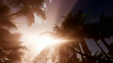 sunset beams through palm trees