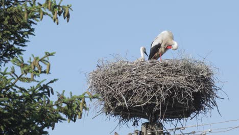 a preening mother stork in a nest as she watches over her young