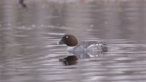 a common goldeneye duck diving for food in a river in sweden