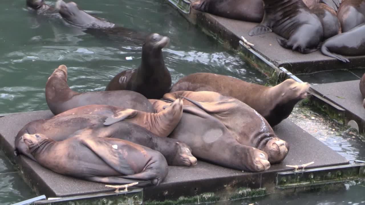 海狮在码头上的休息室 1