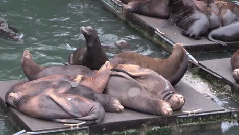 Sea-lions-lounge-on-a-dock-1