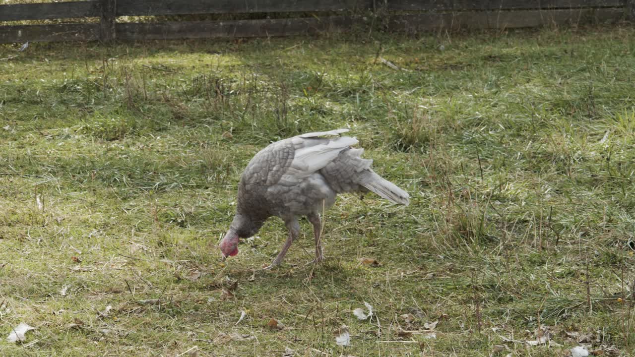 pavo en el campo agrícola comiendo