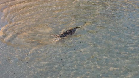 cormorant fishing on the seashore