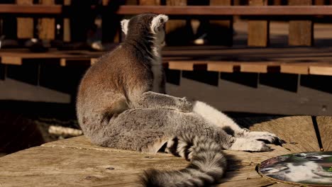 lemur sitting and relaxing on a wooden platform