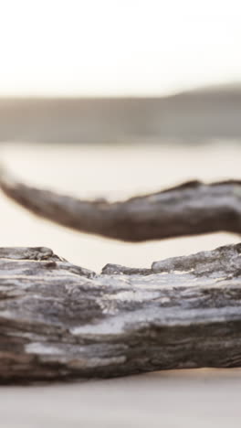 driftwood on the beach at sunrise/sunset