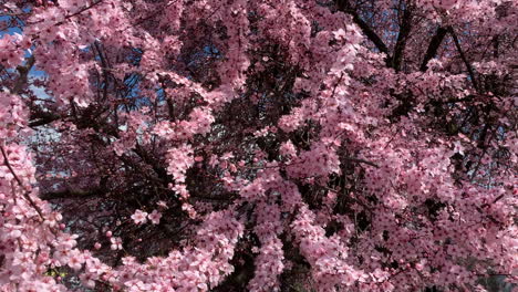 cherry blossom, sakura in hungary