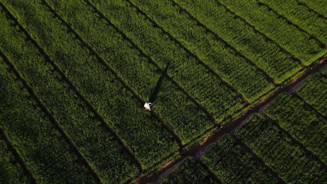 toma aérea de arriba hacia abajo que muestra a un trabajador entre campos agrícolas verdes durante la puesta de sol en vietnam