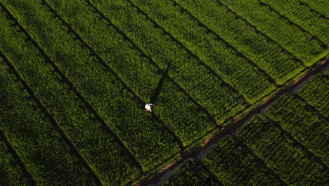 Toma-Aérea-De-Arriba-Hacia-Abajo-Que-Muestra-A-Un-Trabajador-Entre-Campos-Agrícolas-Verdes-Durante-La-Puesta-De-Sol-En-Vietnam