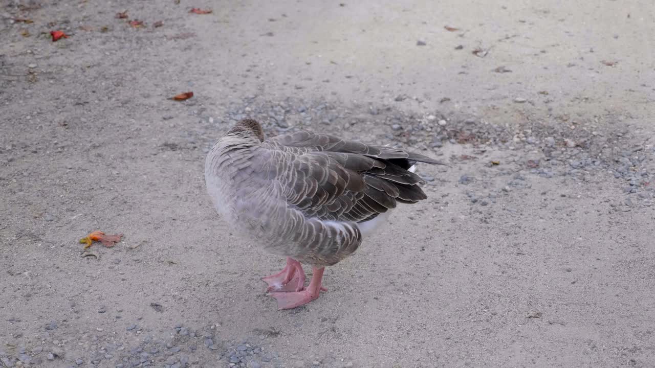 자신을 긁는 새의 클로즈업