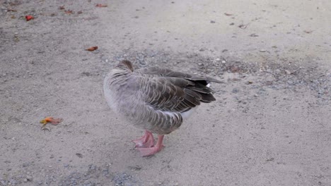 un primer plano de un pájaro rascándose