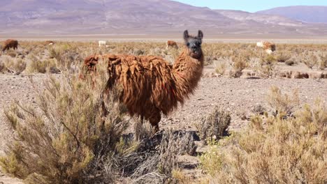 Manada-De-Llamas-En-El-Norte-De-Argentina