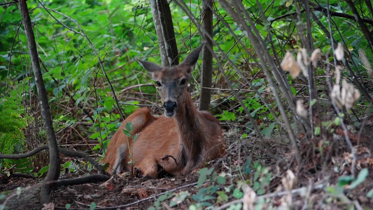 Cervo mulo sdraiato e che riposa sul suolo della foresta tra arbusti e rami in un denso habitat boschivo, mentre mastica il cibo, teleobiettivo.