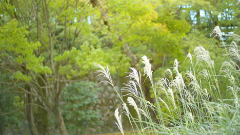 Hierba-Verde-Y-Hojas-Que-Soplan-En-El-Viento-En-El-Fondo-En-Kyoto,-Japón-Iluminación-Suave