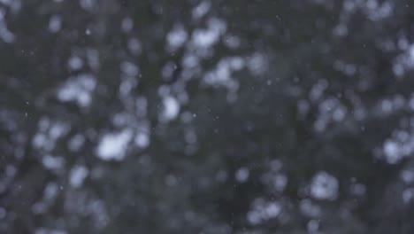 slow motion of white snow falling down peacefully, next to forest trees