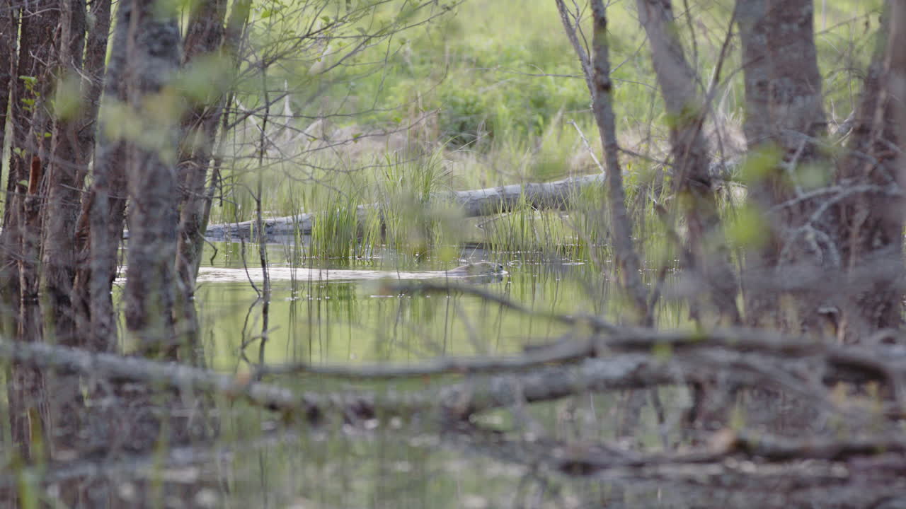 Beaver swims along calm river next to reeds, static shot framed by tree opening