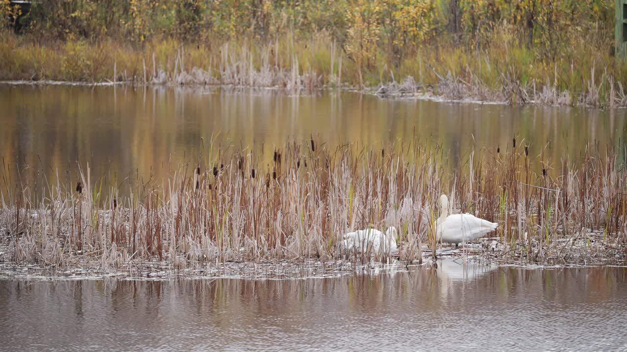 wide shot of Two swans cleaning themselves in a lake with reeds in slow motion